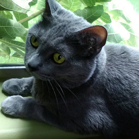 Meet your Posher, Lovely Lotus Vintage - Picture 2 of 6